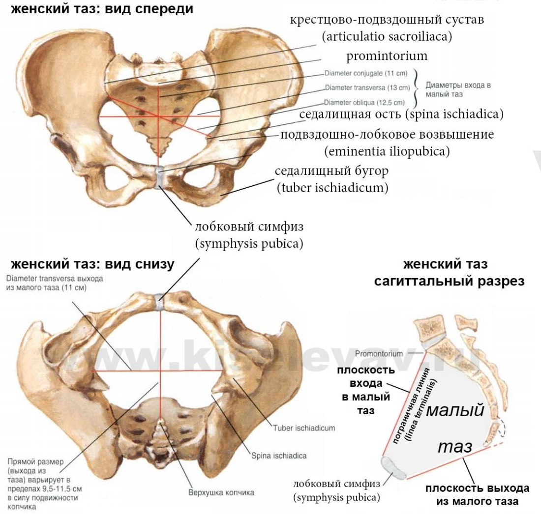 Большой и малый таз анатомия строение