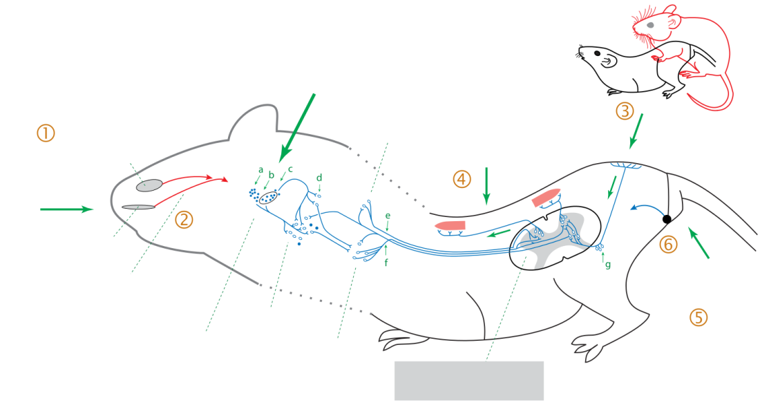 Прикол поиграть в родео