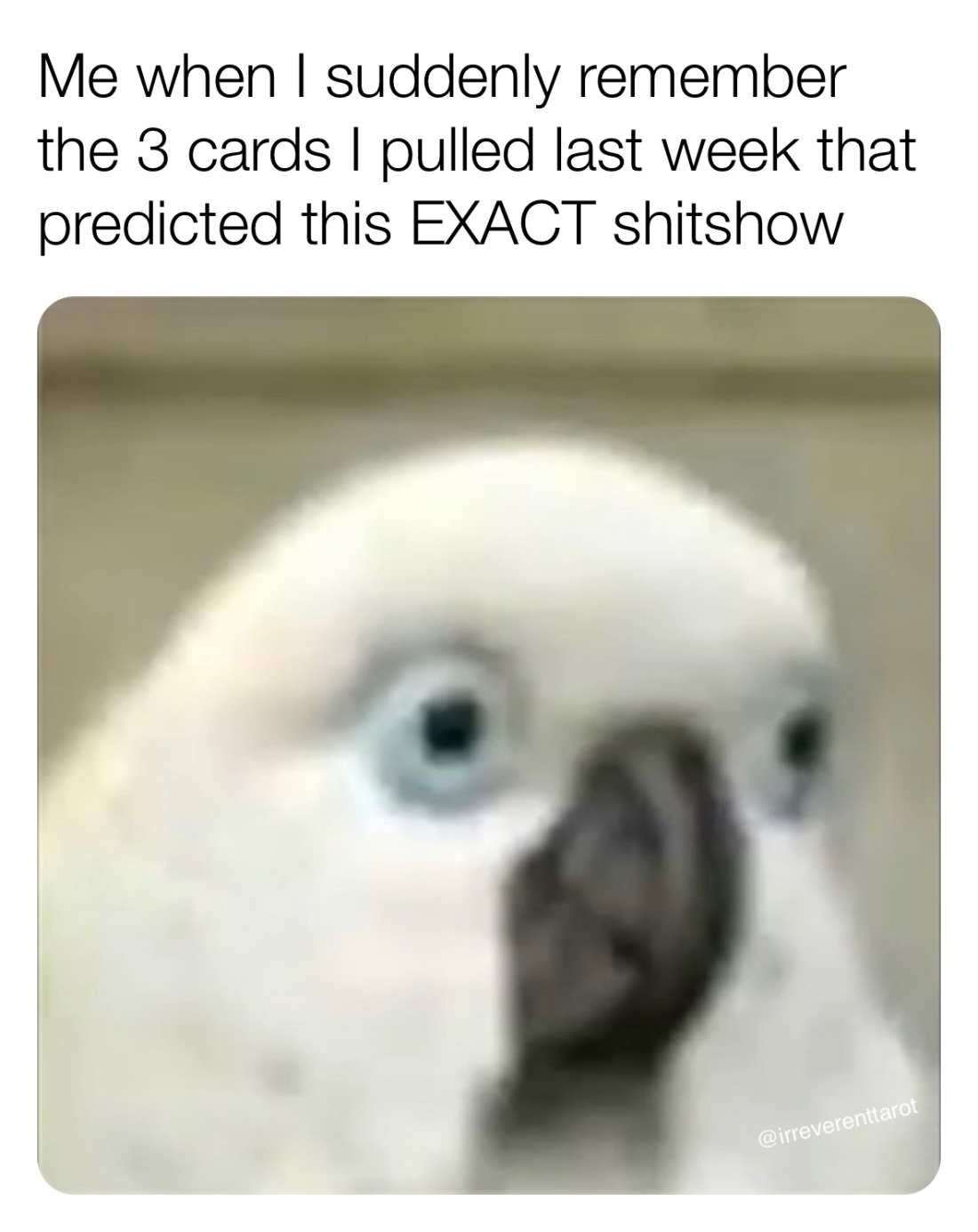 Попугай с выпученными глазами