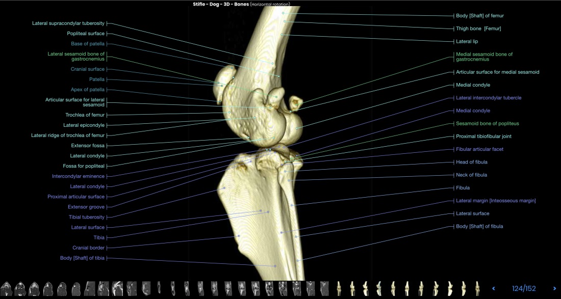 Размерная сетка боксеров Кельвин Кляйн