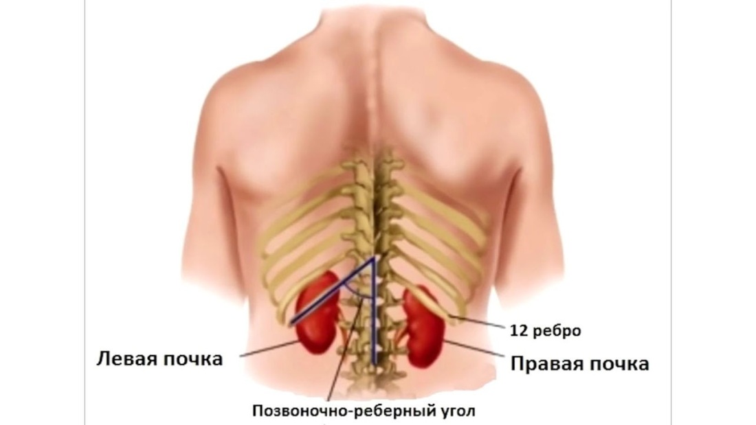 Схема расположения почек у человека