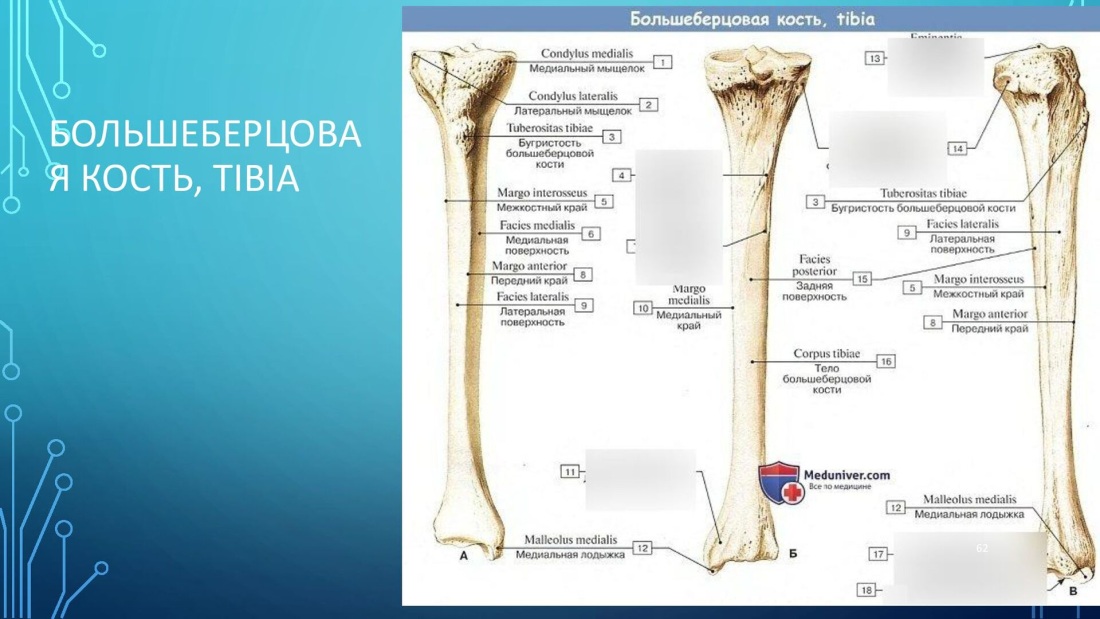 Большеберцовая кость и малоберцовая кость