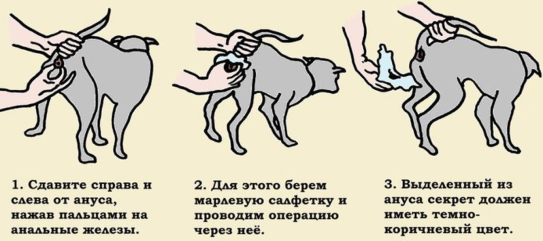 Очищение параанальных желез у собаки