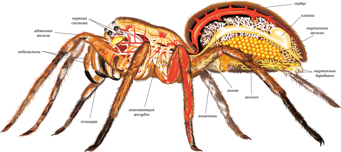 Внешнее строение паука паукообразных