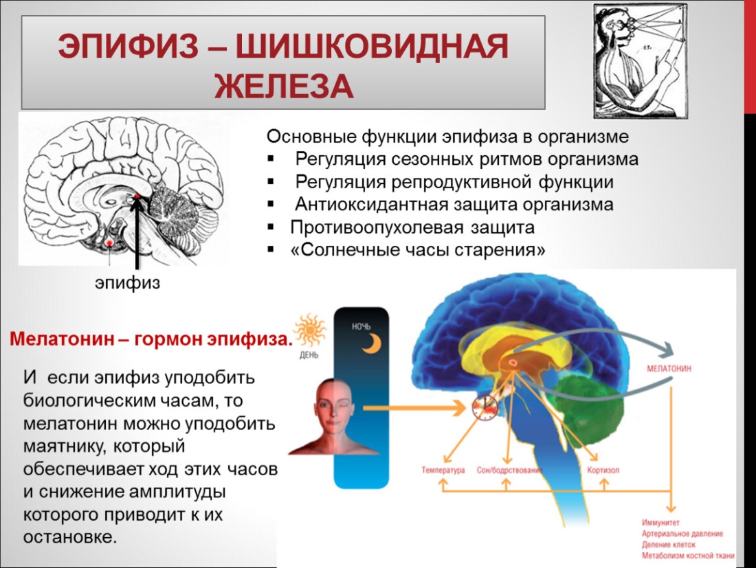 Функция эпифиза в головном мозге