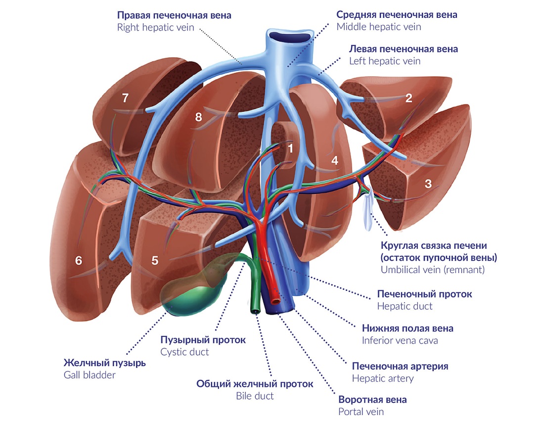 Строение печени анатомия