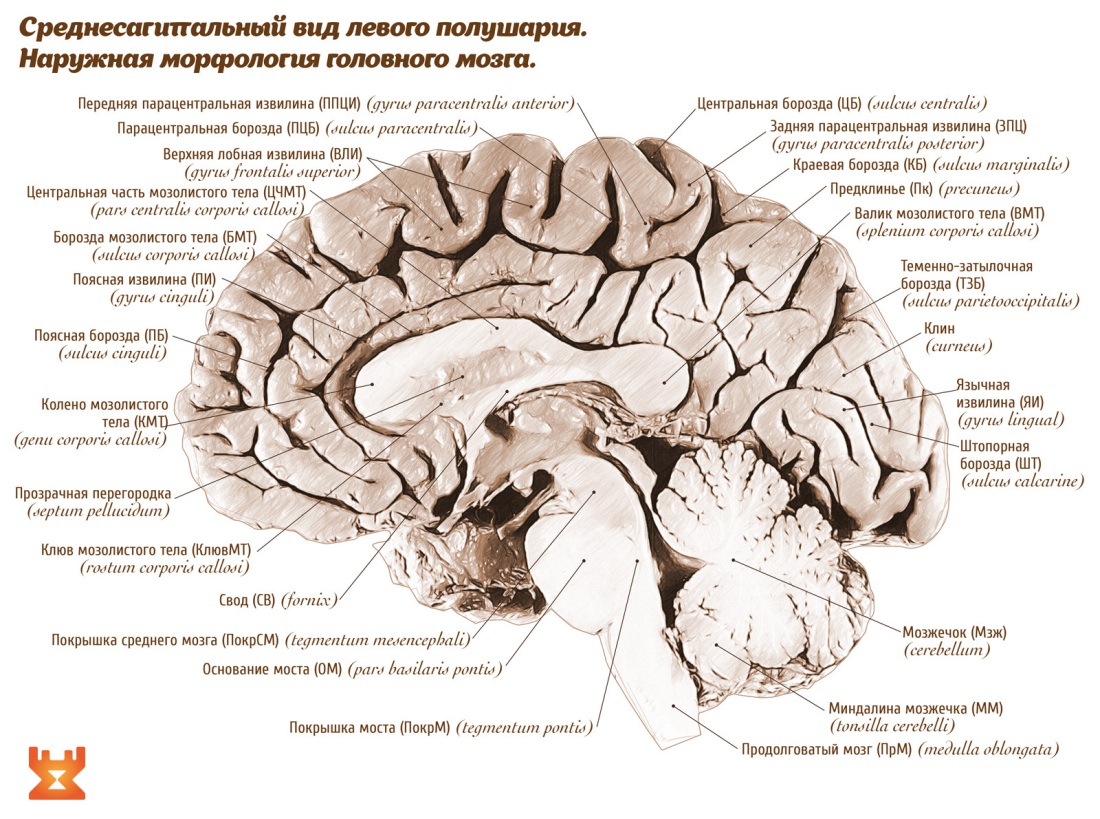 Клин головного мозга латынь