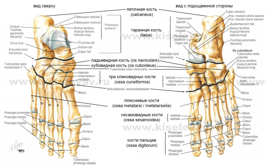 Кости стопы снизу