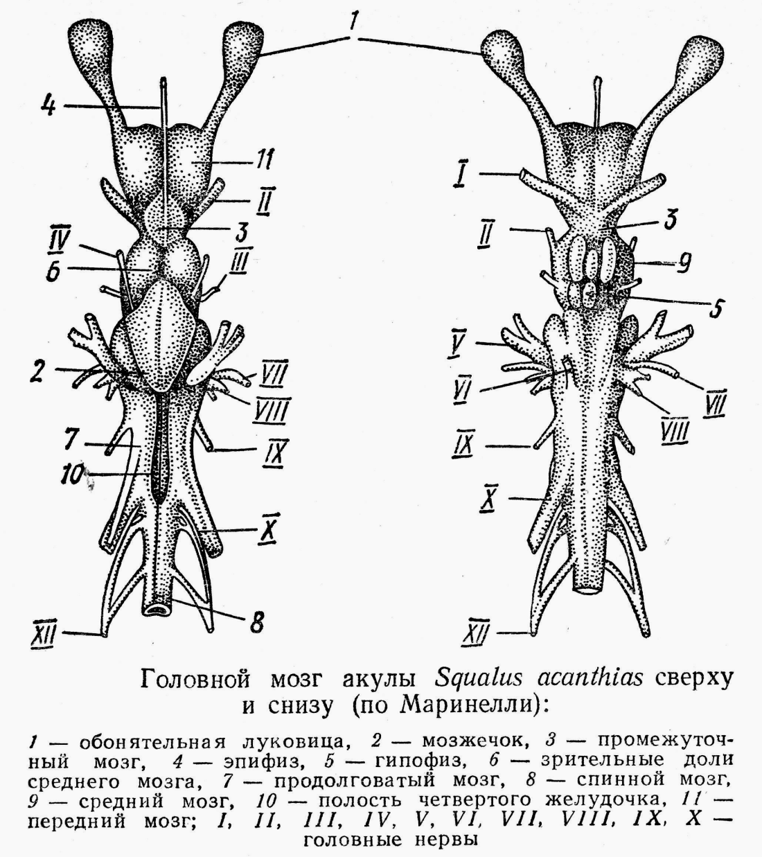 Строение головного мозга хрящевых рыб