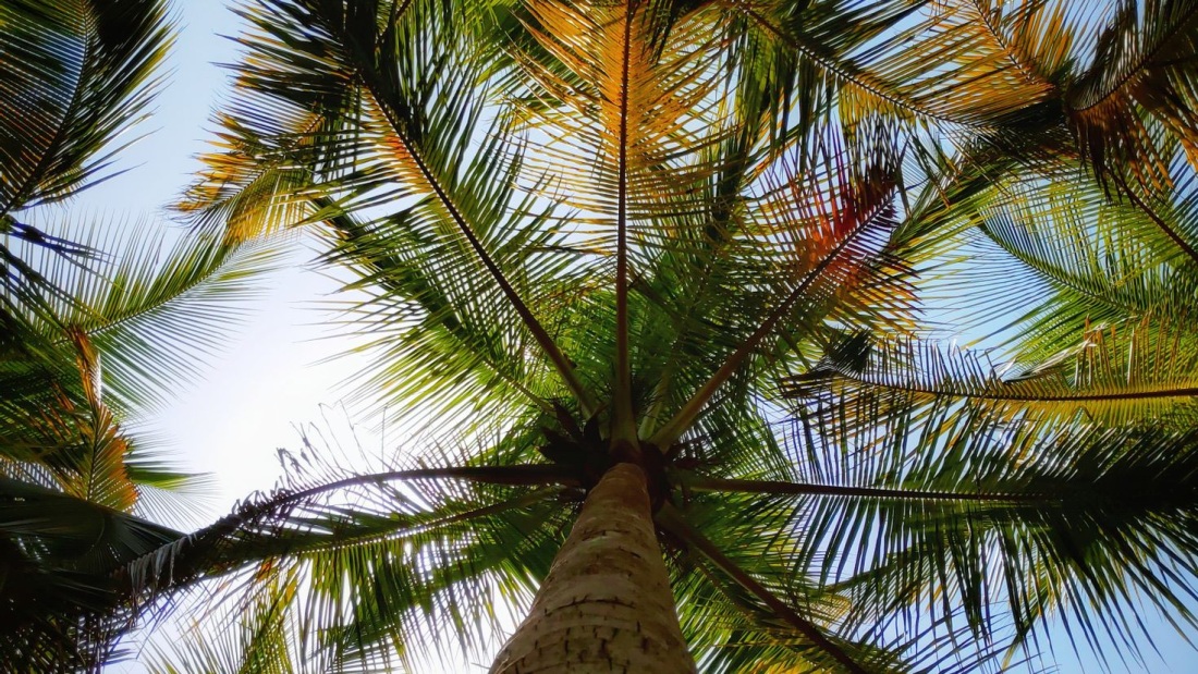 Пальмы в Крайстчерче