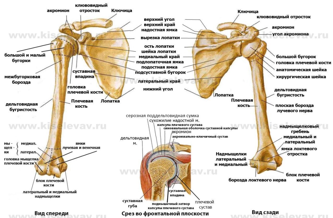 Анатомия строение верхней конечности суставы