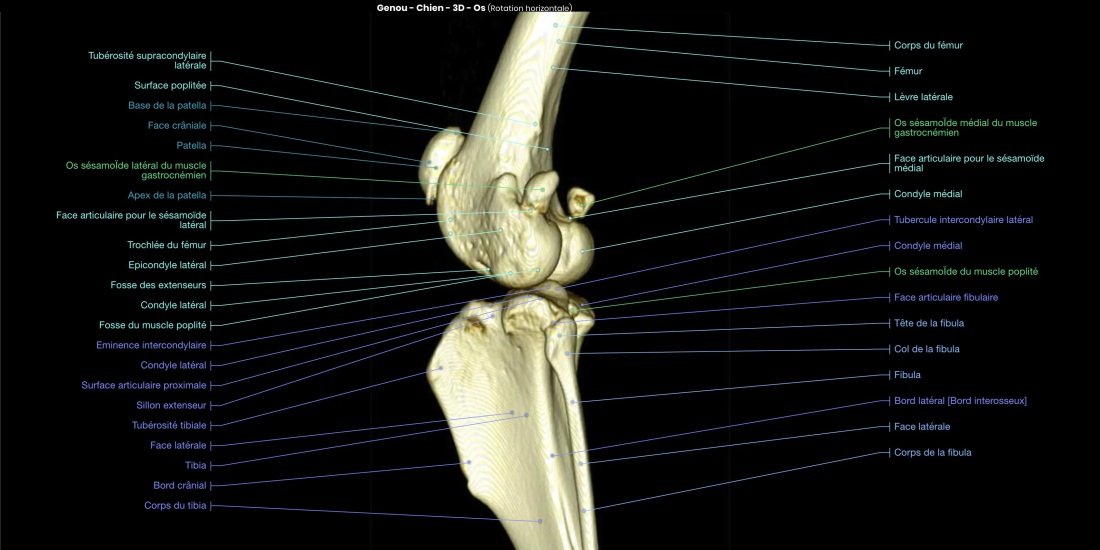 Сесамовидные кости собаки