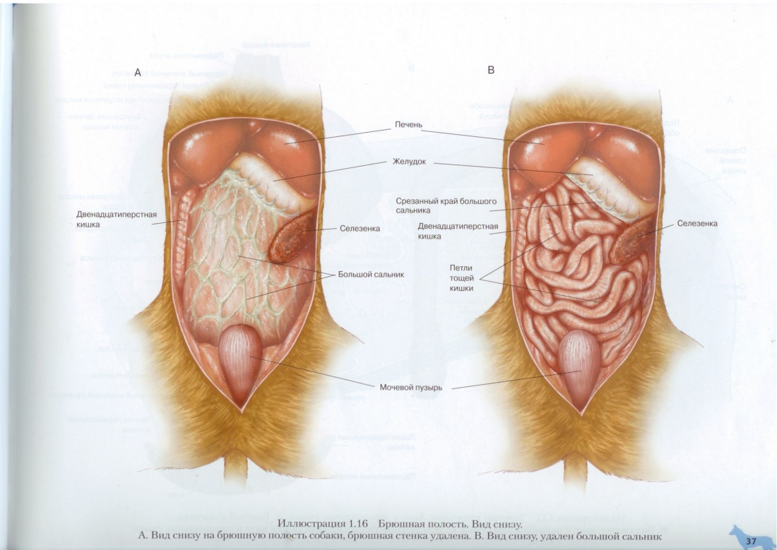 Голые мужчины с волосатым членом