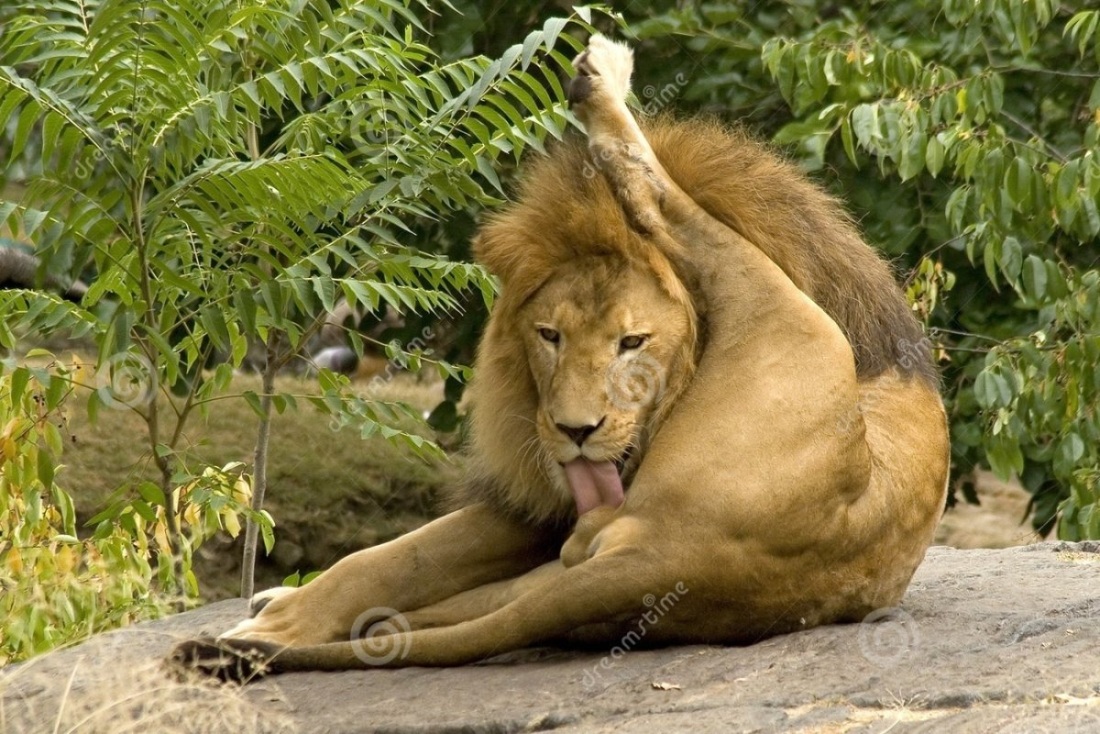 Самолайк залог успеха слон