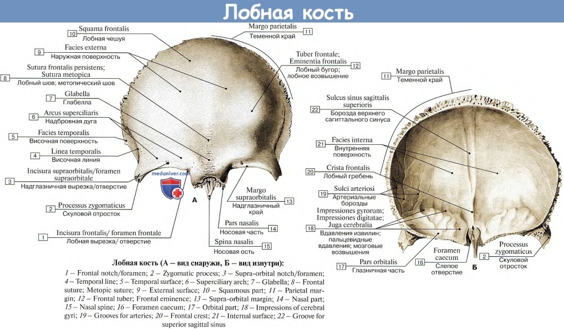 Лобная кость вид снизу и изнутри