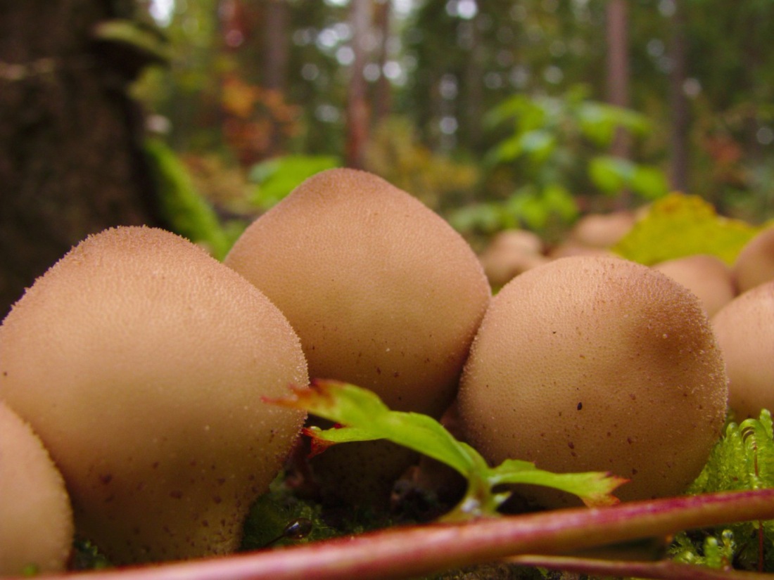 Ленин гриб грибница