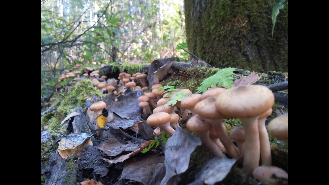 Фильм где грибы растут на людях