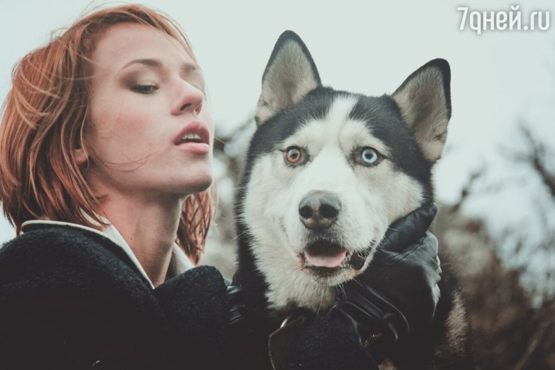 Собака Иова