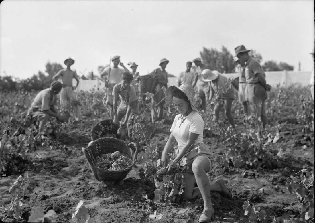 Сбор винограда ретро