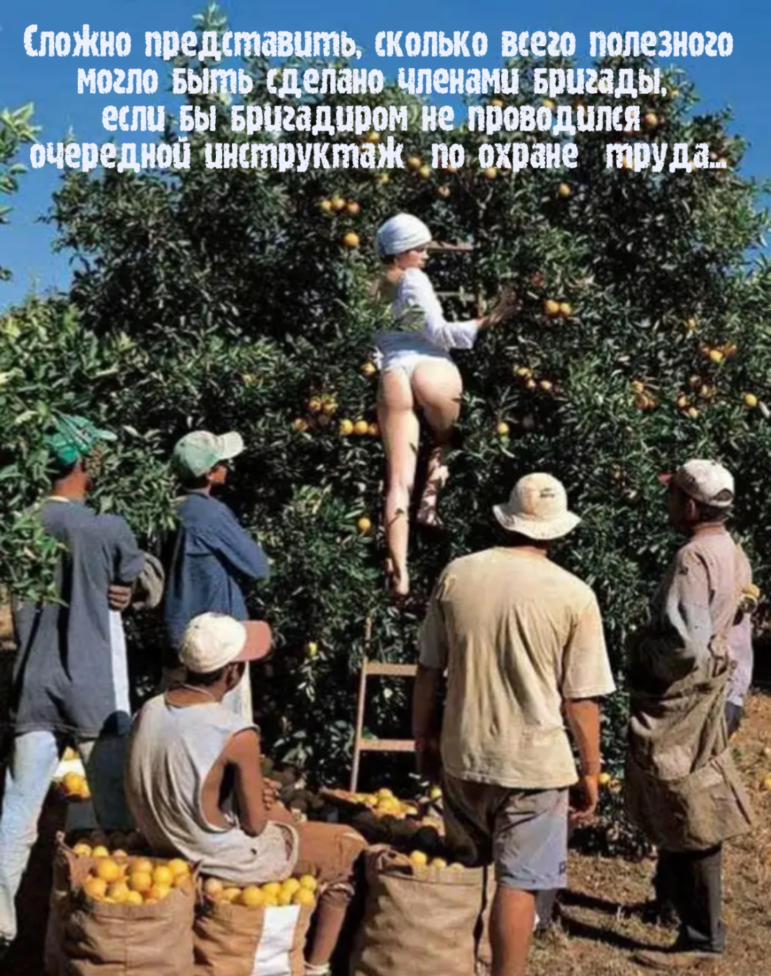 Сбор урожая юмор