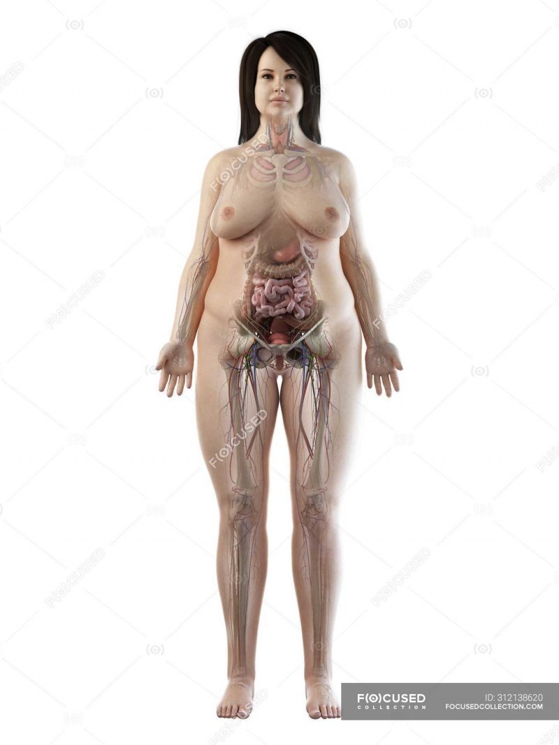 Показывают анатомию тела девушки голышом - фото порно devkis
