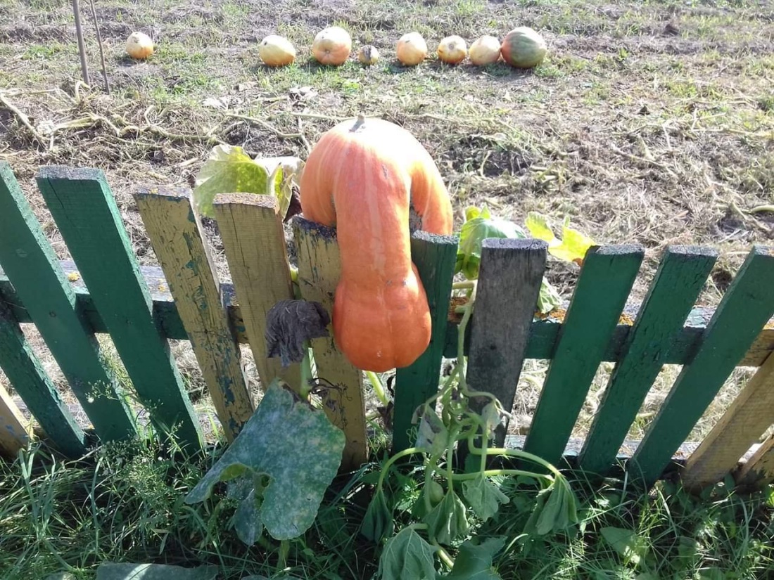 Девушка какает на природе