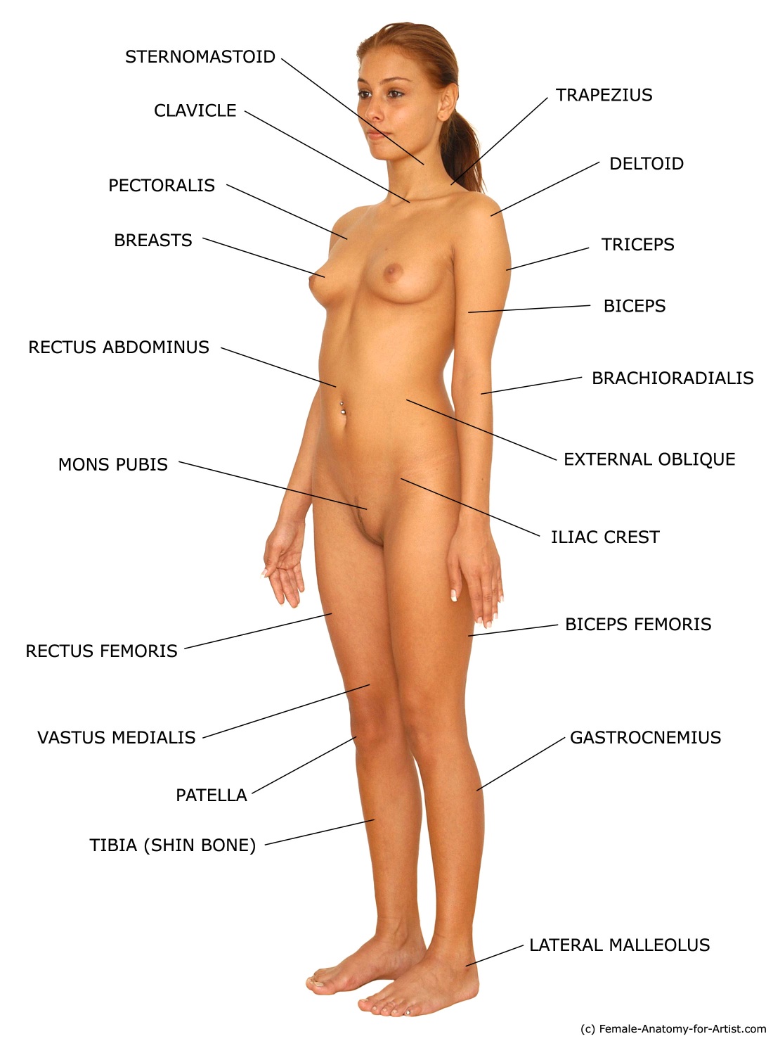 Голое женское тело анатомия