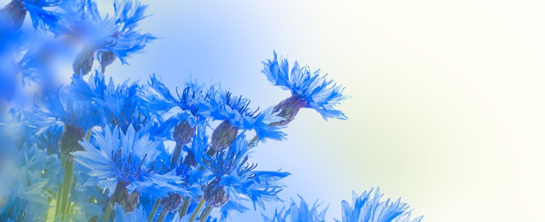 Цветок Василек для вырезания