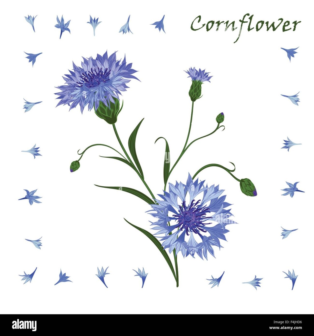 Анастасия Ренц