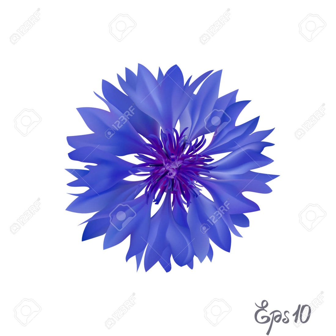 Василек узор белорусский