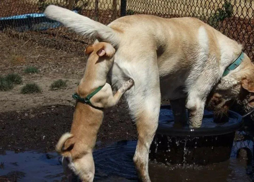 Чумной доктор сжигает