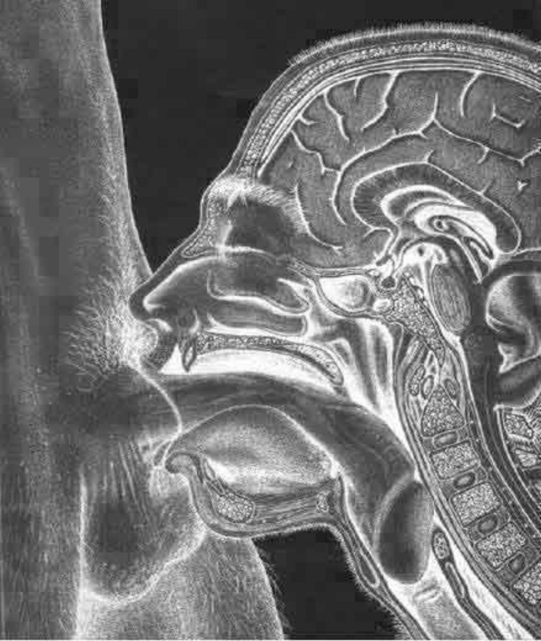 Анатомия глубокого минета