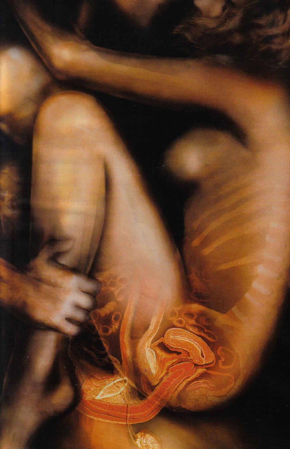 Половой акт анатомически