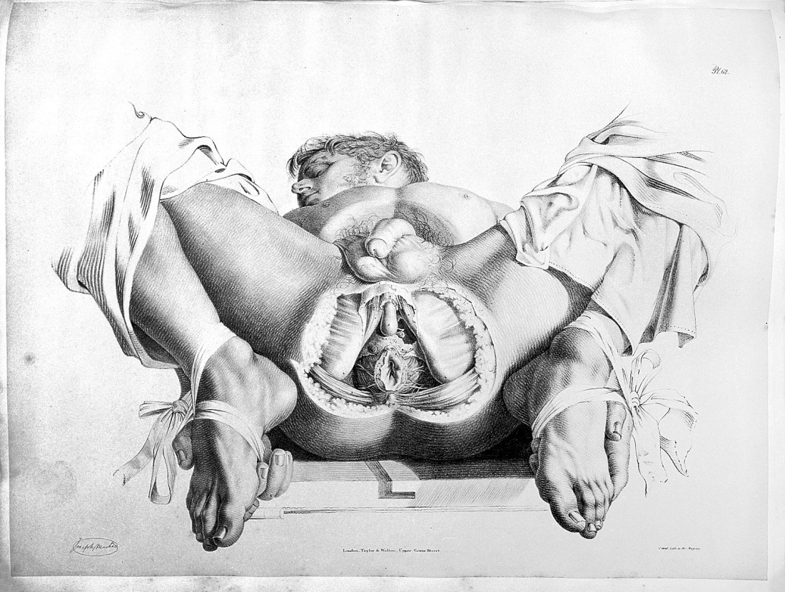 Рисунки женских гениталий