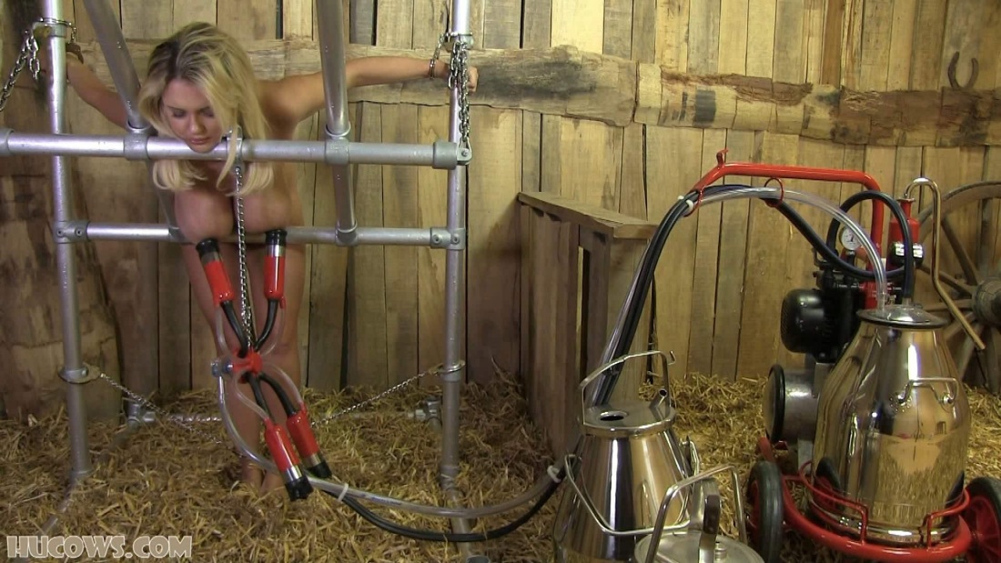 Доильный аппарат на сиськах